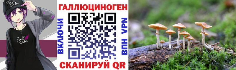 Псилоцибиновые грибы Psilocybe  Щучье 